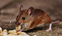 24 Hour & Emergency Exterminators in Freemans Mills, NC